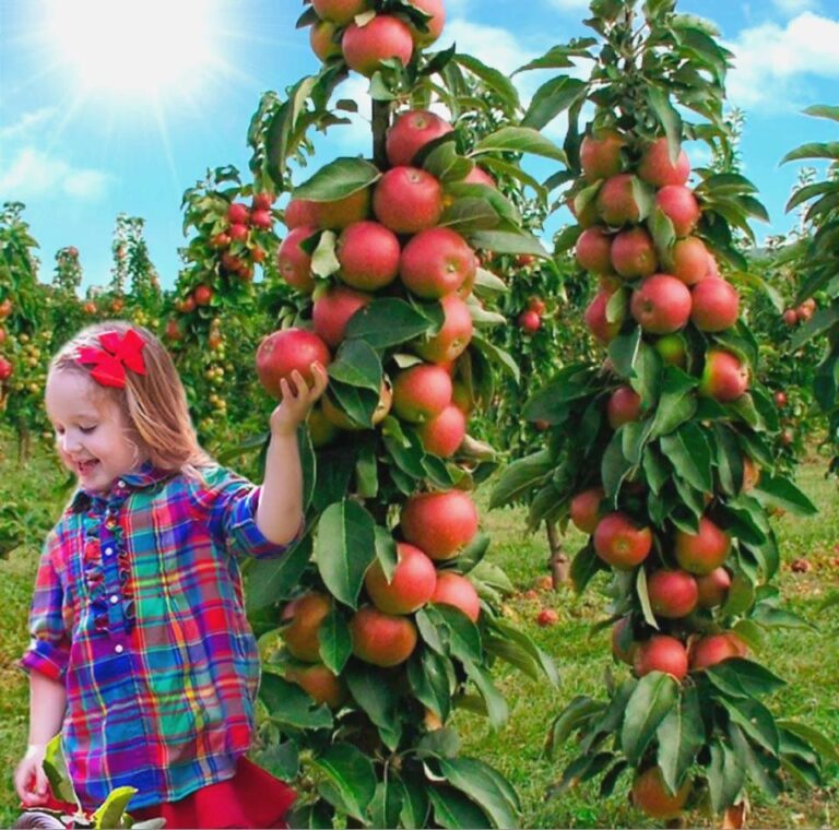 arbre fruitier grande taille pomme