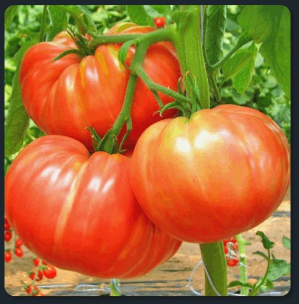 graines de tomates géantes
