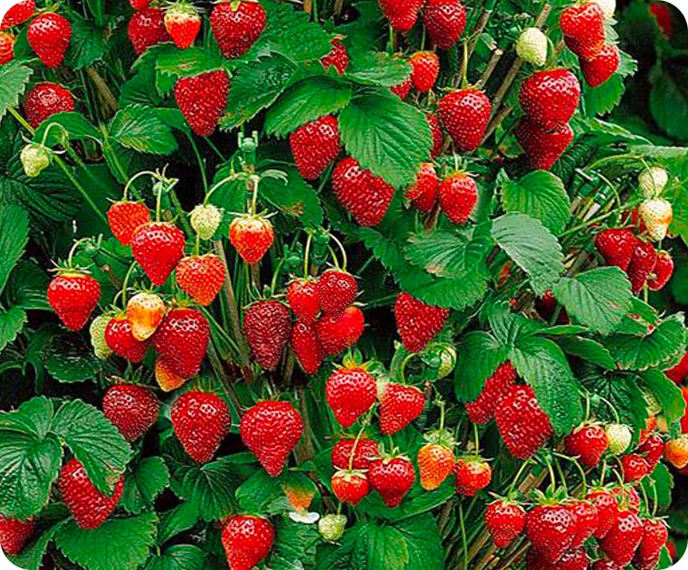 plant fraisier bio