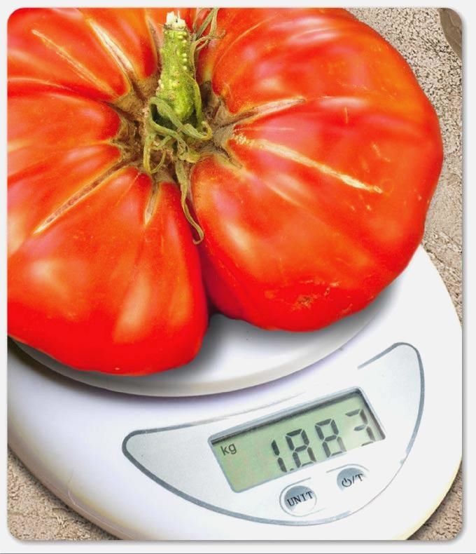 tomate géante poids