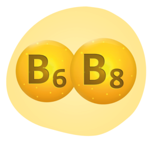 B6 B8
