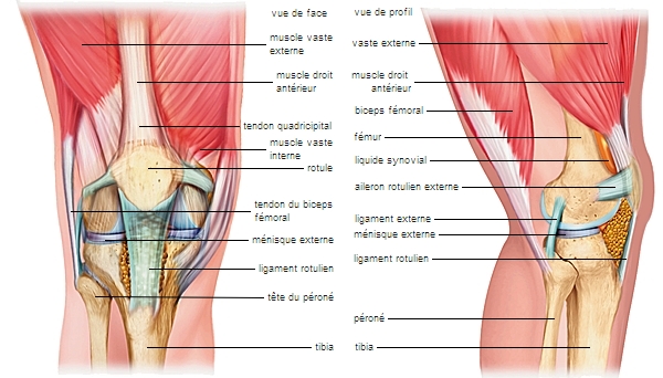Anatomie genou détaillée