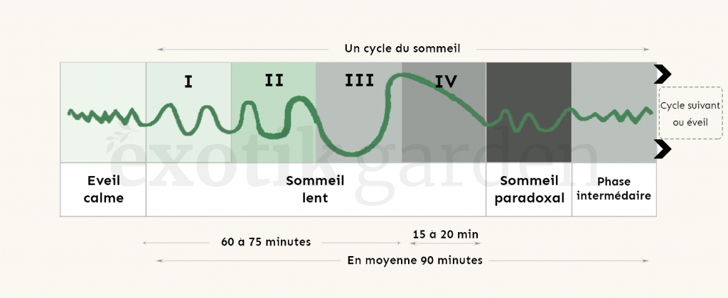 Cycle du sommeil