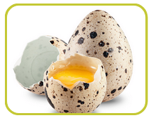L’œuf de caille est un produit animal qui contient une forte concentration de protéines et d’acides aminés. Ces composants sont importants pour renforcer les poumons et améliorer la circulation de l’air dans le corps. Les protéines présentes dans l’œuf de caille apportent également une dose d’antioxydants qui aident à protéger les cellules du système respiratoire des polluants présents dans l’environnement.
